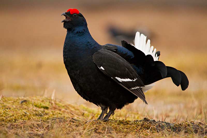 Black Grouse