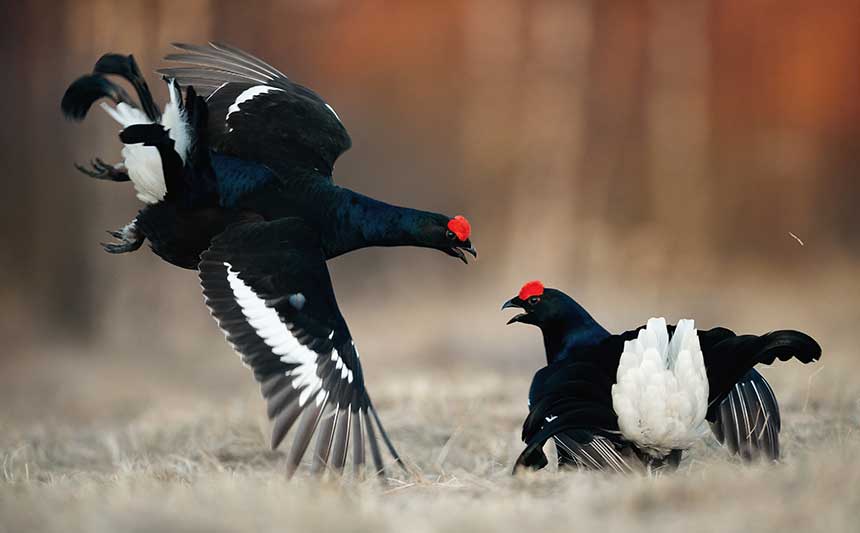 Black Grouse Lekking
