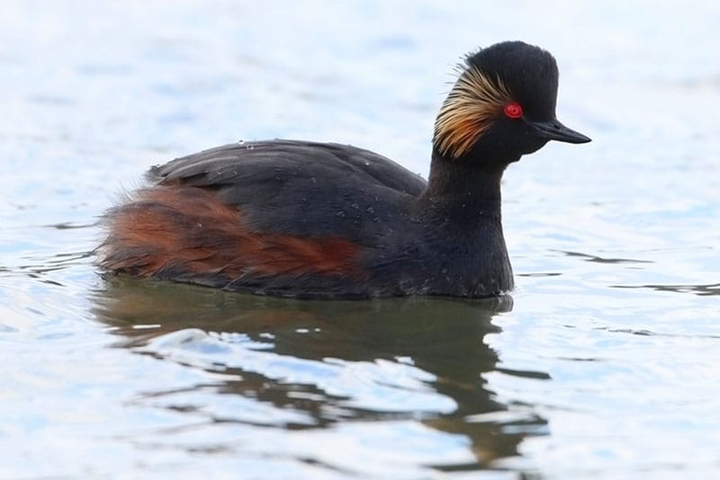 Black-Necked Grebe