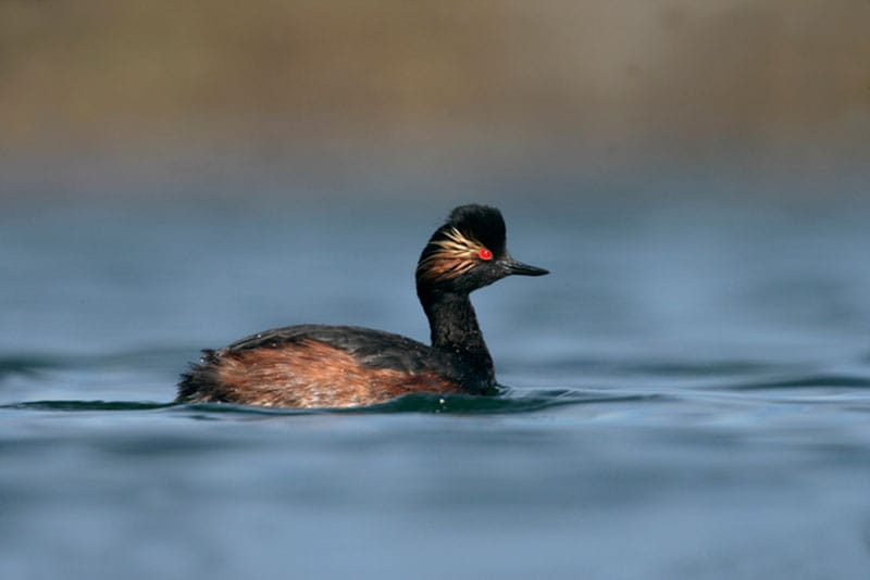 Black-Necked Grebe