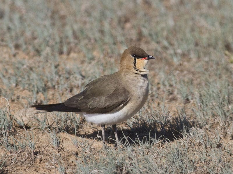 Black-Winged Pratincole