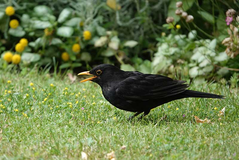 Blackbird On A Lawn