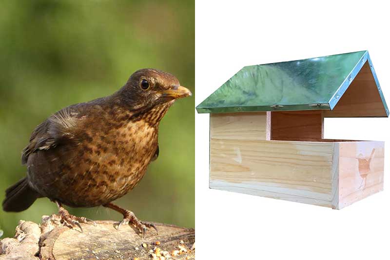 Blackbird Nest Box