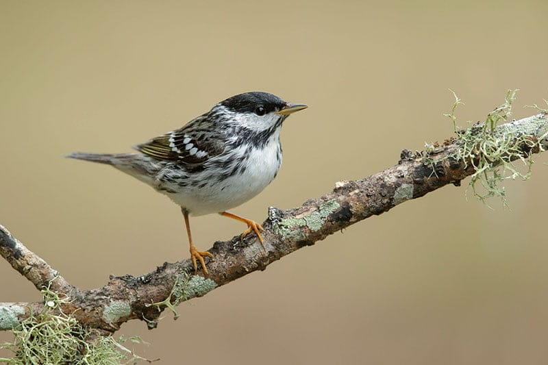 Blackpoll Warbler