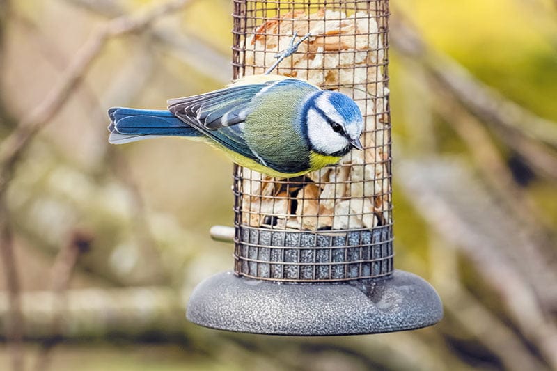 Blue Tit On A Bird Feeder