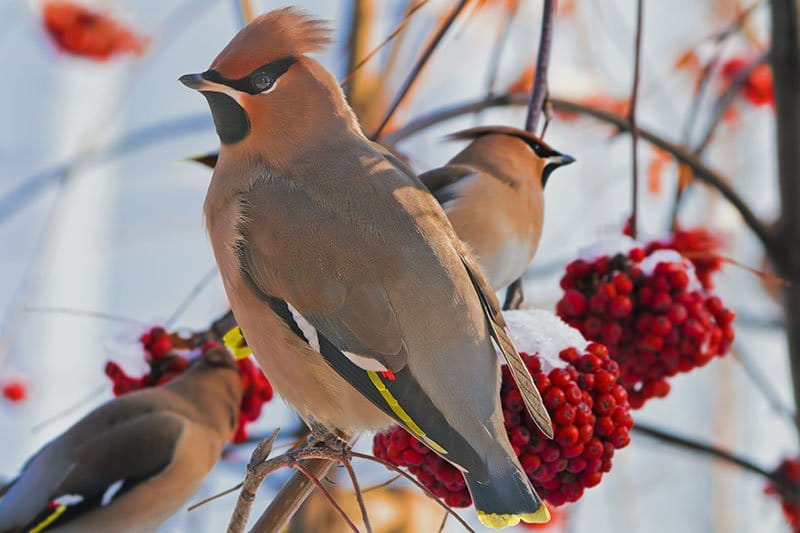 Bohemian Waxwings