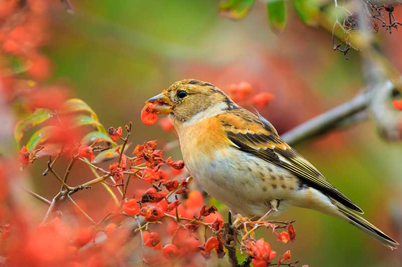 Brambling