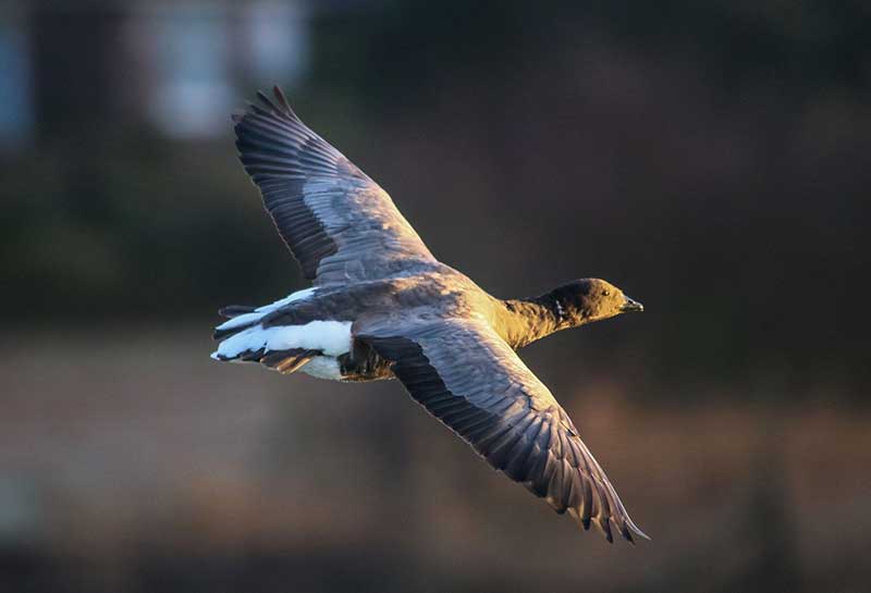 Brent Goose