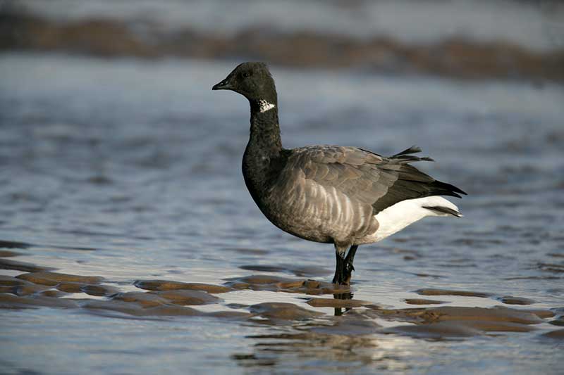 Brent Goose