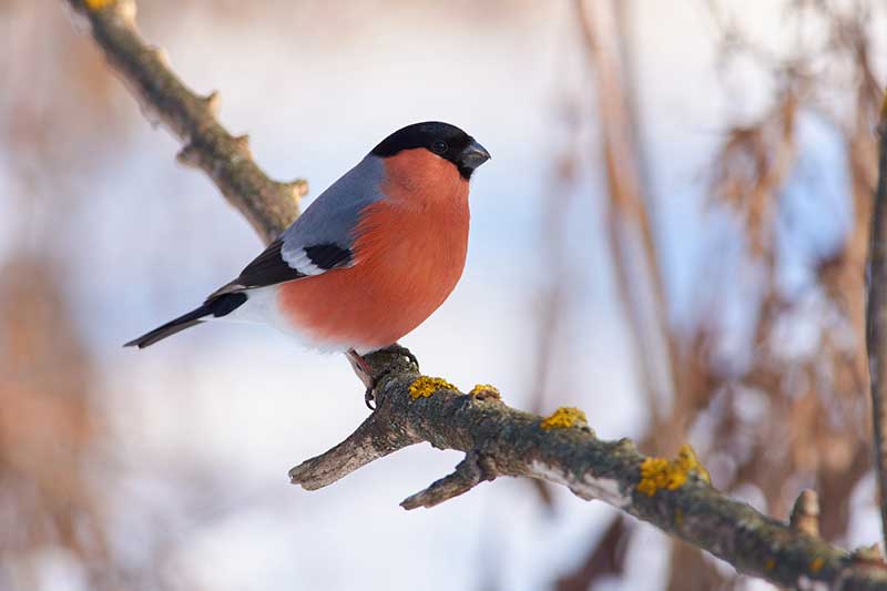 Bullfinch