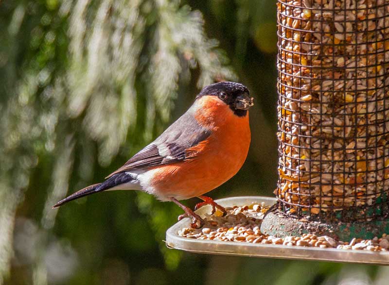 Bullfinch On A Bird Feeder