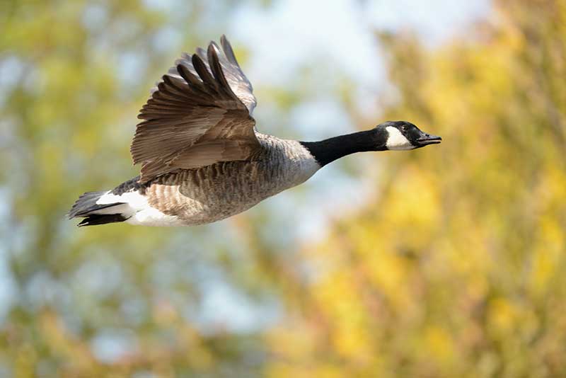 Canada Goose