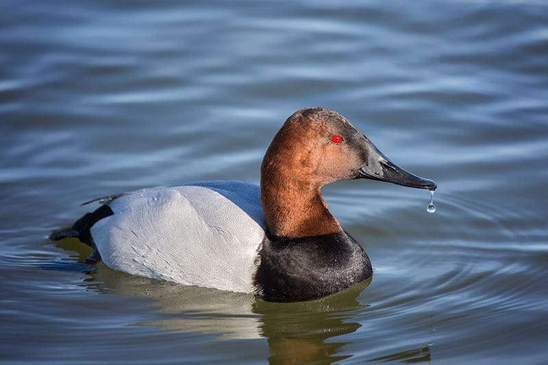 Canvasback