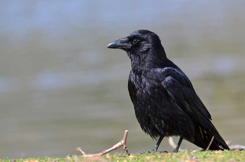 Carrion Crow