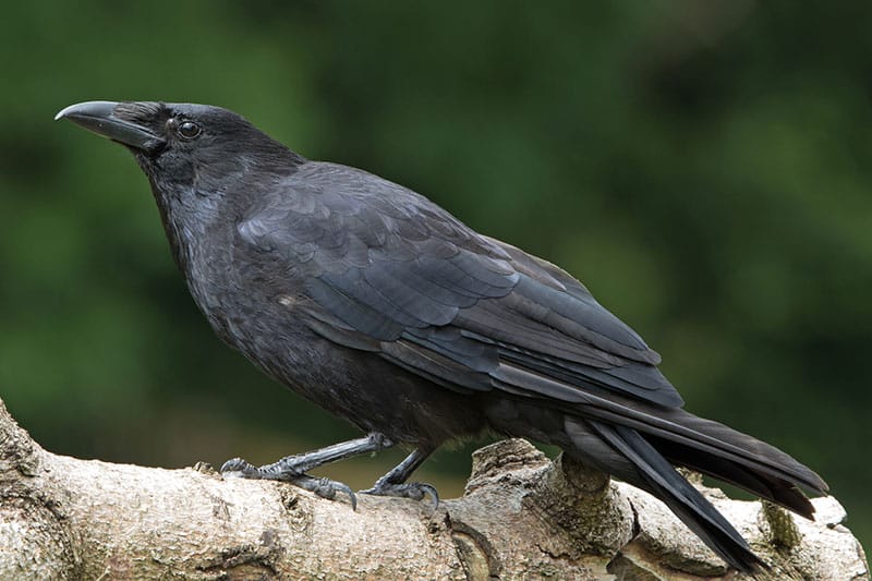 Carrion Crow