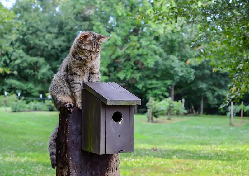 Cat On A Bird Box