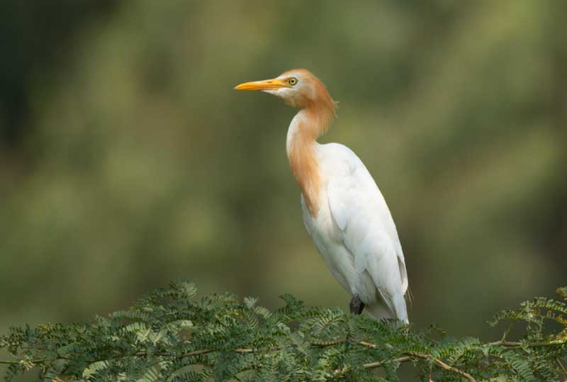 Cattle Egret