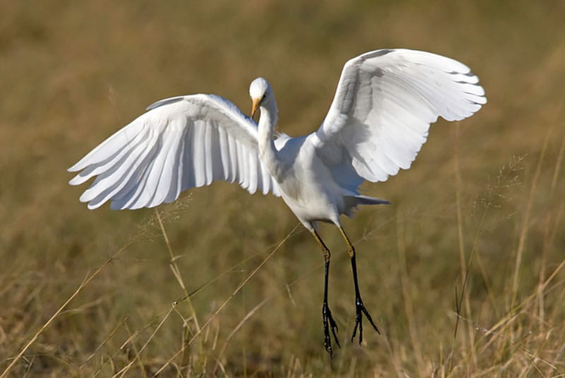 Cattle Egret