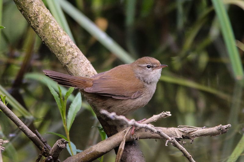 Cetti's Warbler