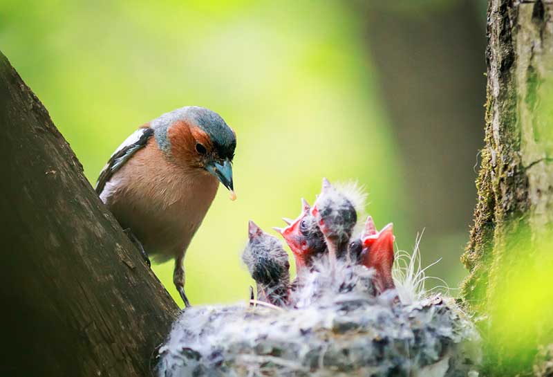 Chaffinch Feeding Chicks