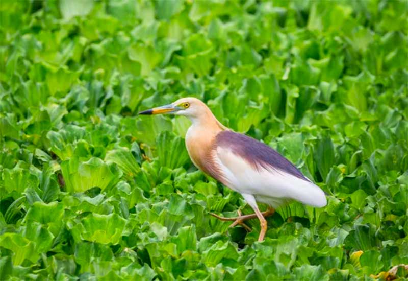 Chinese Pond Heron