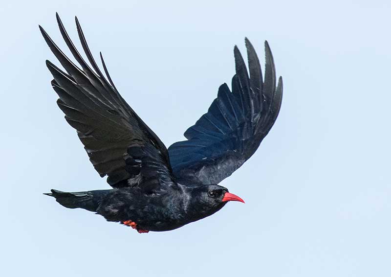 Chough