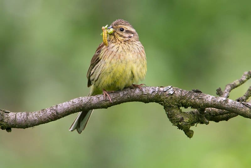 Cirl Bunting