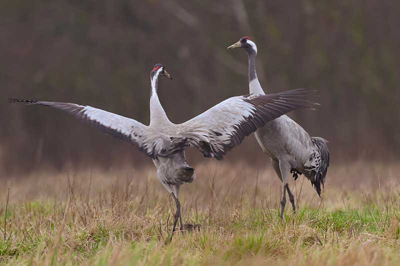 Common Cranes Dancing