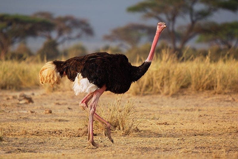 Common Ostrich