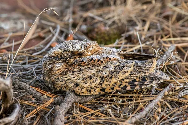 Common Poorwill