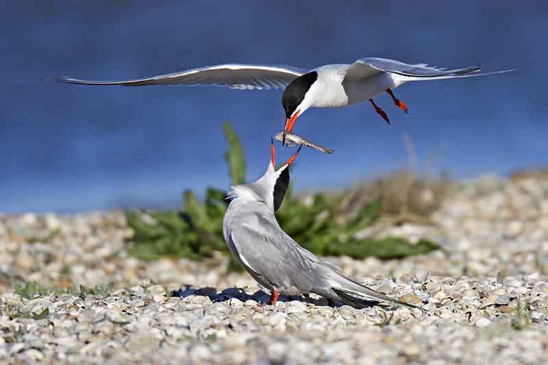 Common Tern