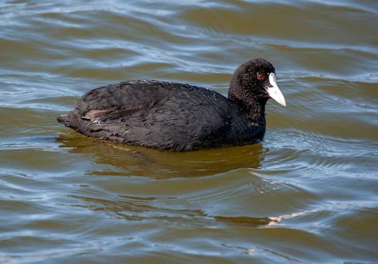 Coot | Identification Guide | Bird Spot