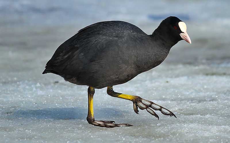 Coot
