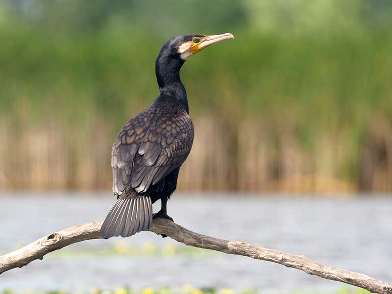 Cormorant