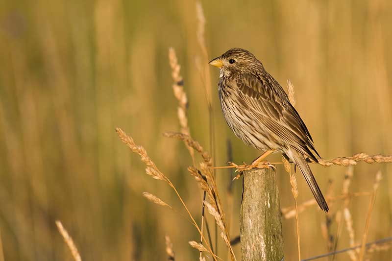 Corn Bunting