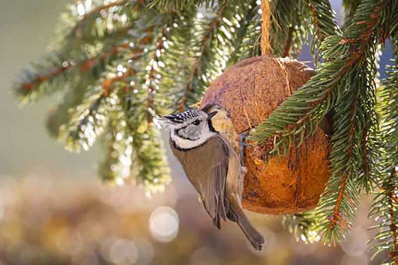 Crested Tit