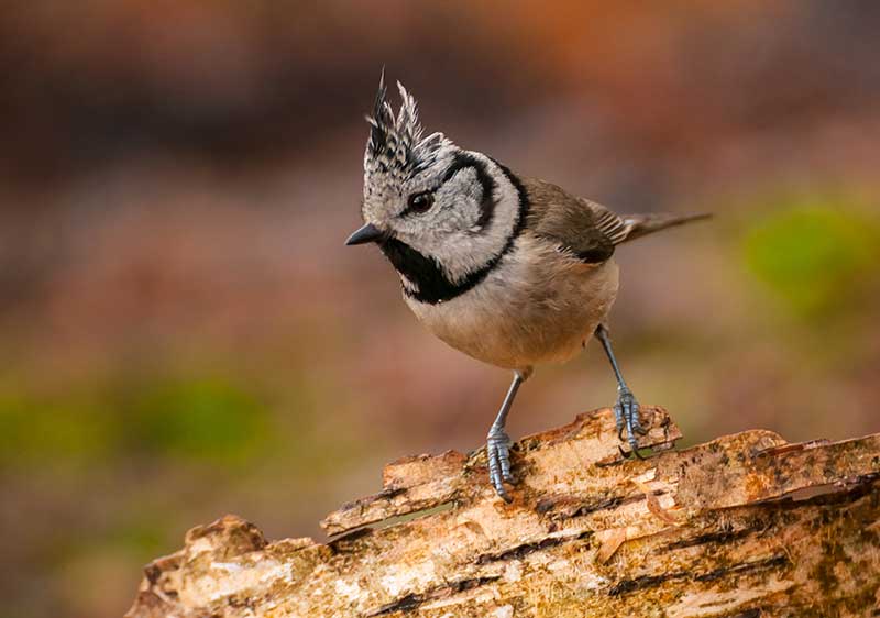 Crested Tit