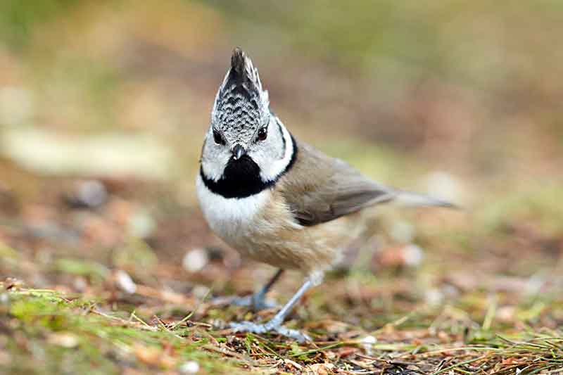 Crested Tit