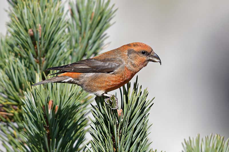 Crossbill