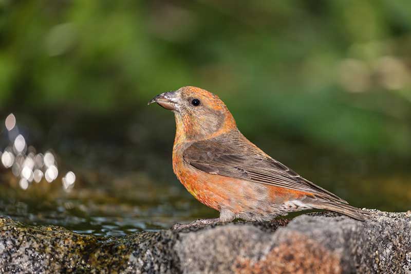Crossbill