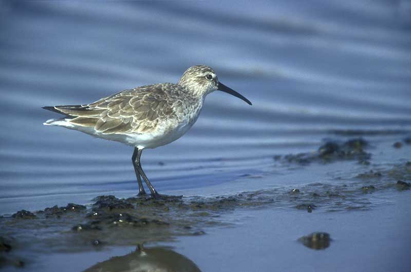 Curlew Sandpiper