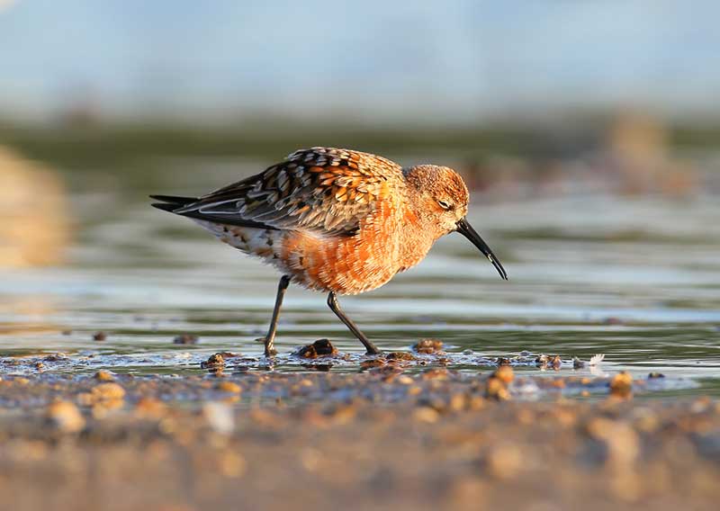 Curlew Sandpiper
