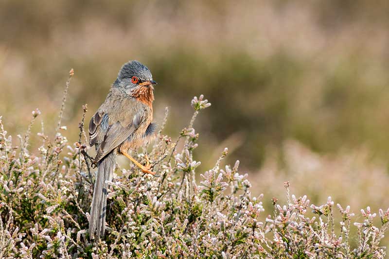 Dartford Warbler