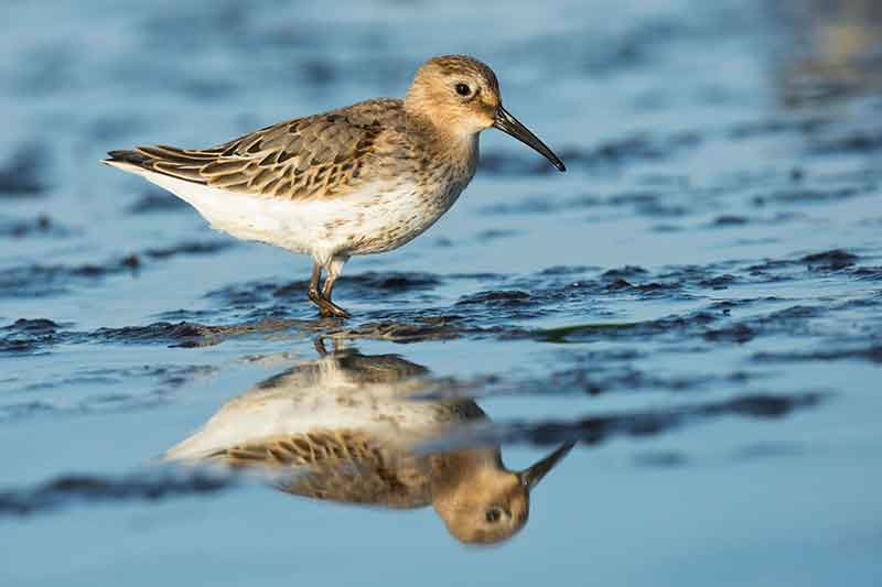 Dunlin