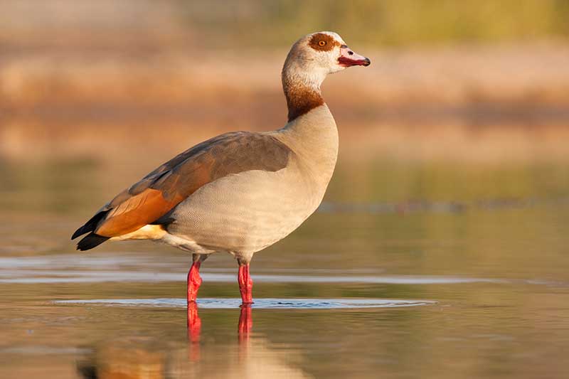 Egyptian Goose