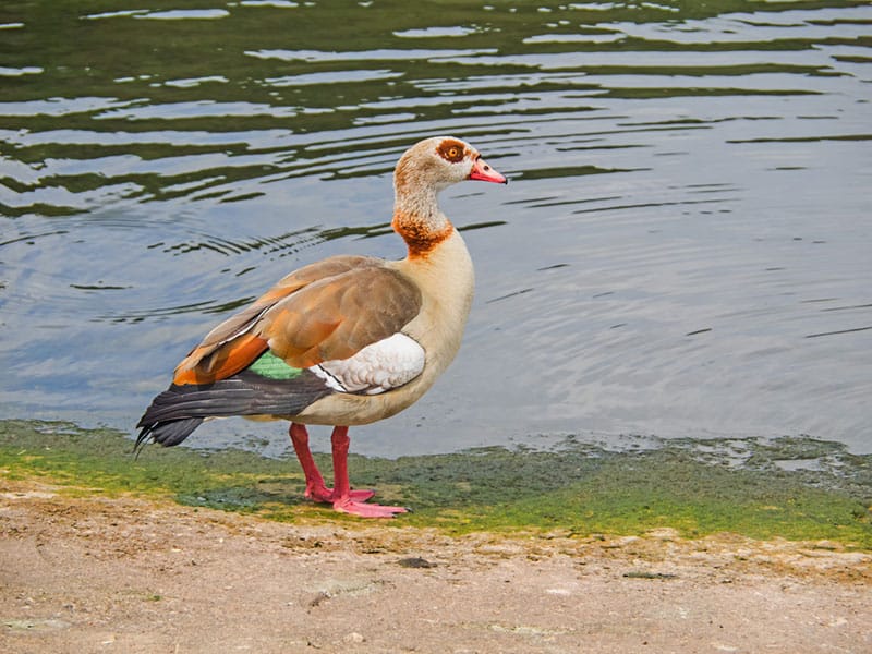 Egyptian Goose