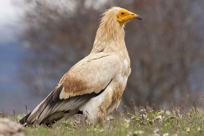 Egyptian Vulture