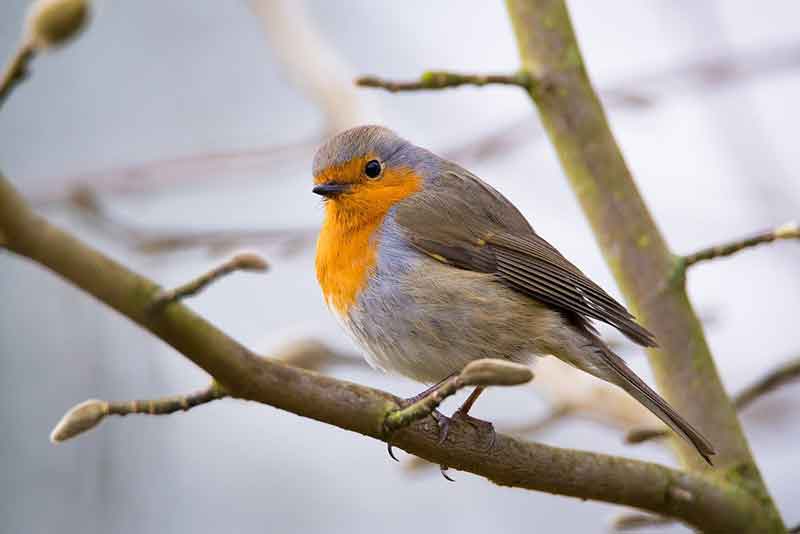 European Robin