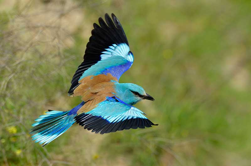 European Roller