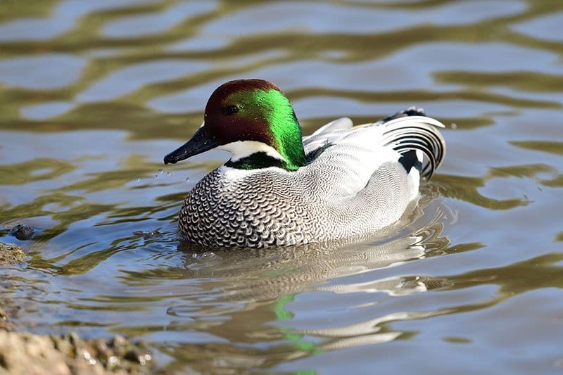 Falcated Duck